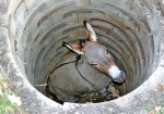donkey puit.jpg